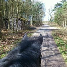 Anden særlig race Papin´s Laceour *R.I.P*