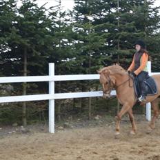 Anden særlig race Soffy. Tidligere part