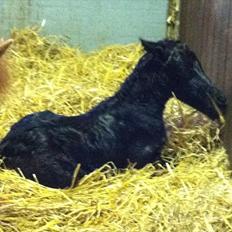 Anden særlig race Høgfeldt's Rapunsel<3