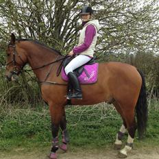 Oldenborg Hasselhøjs Ikaros (Bamse)[VIDUNDER HESTEN]