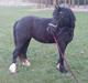 Welsh Pony af Cob-type (sec C) Queen Gabbi - SOLGT -