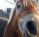 Shetlænder Sammy(Boy)<3