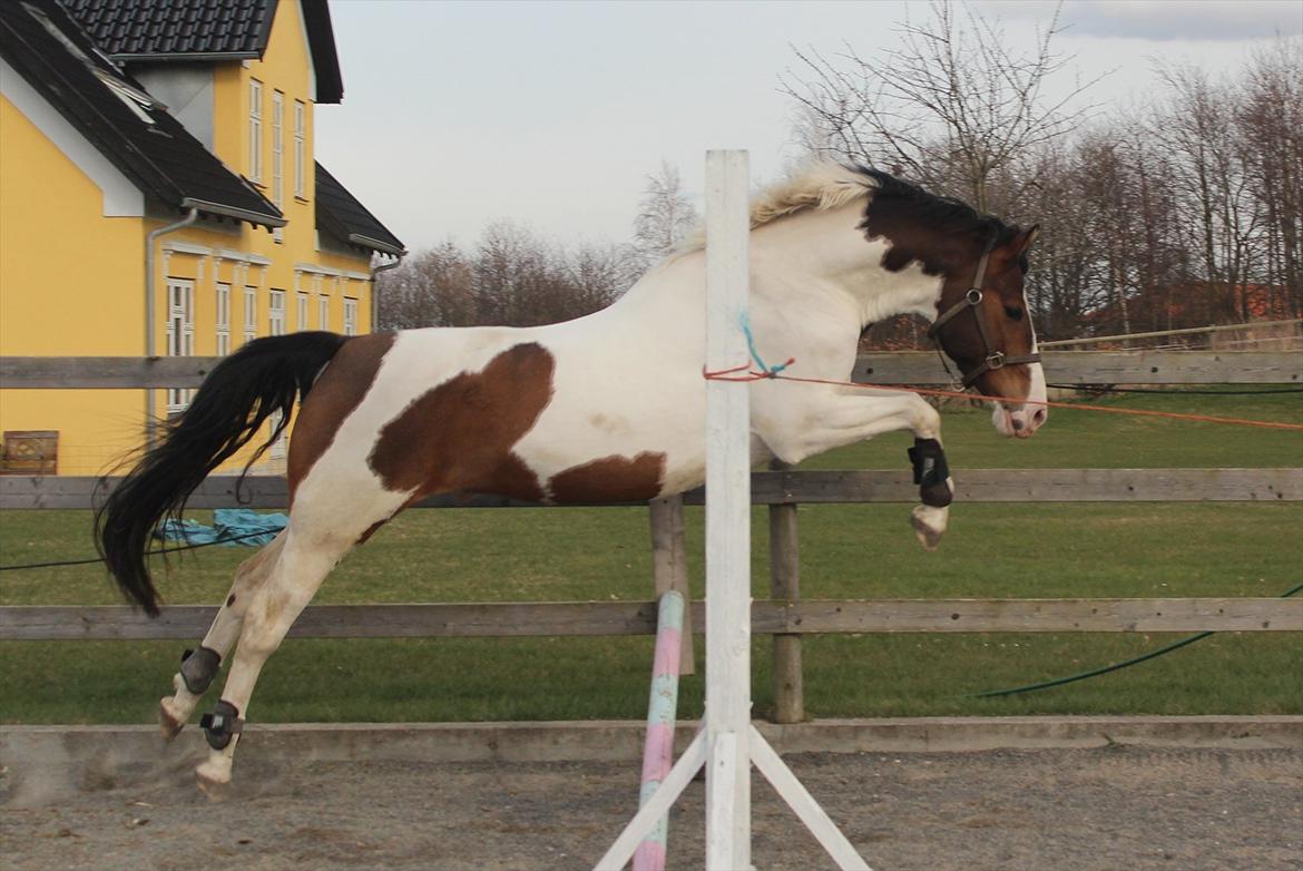 Pinto DAUGAARDS ABSINT - Da skønheden måtte springe! <3 Foto: Maja Milan. billede 16