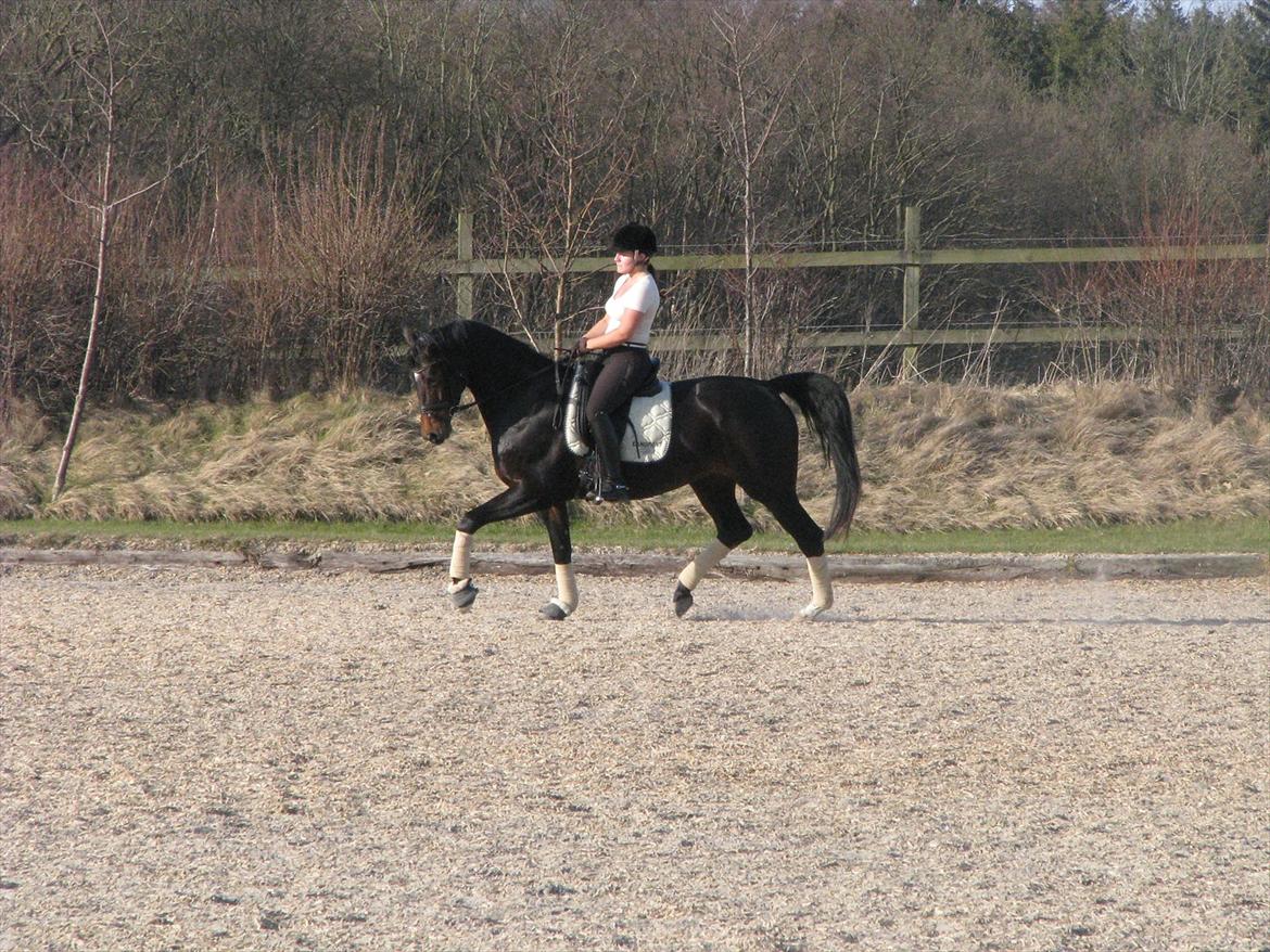 Dansk Varmblod Herizcha Grønvang BRDH billede 2