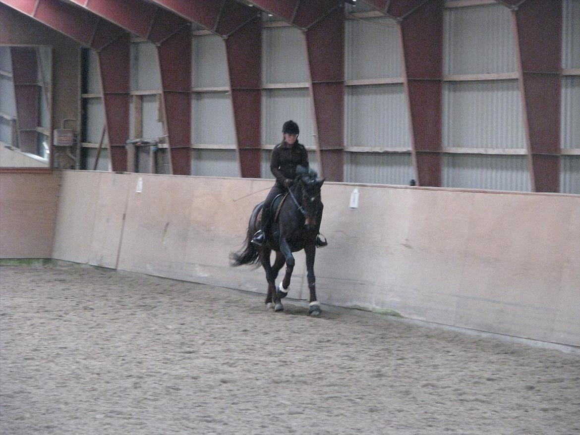 Dansk Varmblod Herizcha Grønvang BRDH billede 3