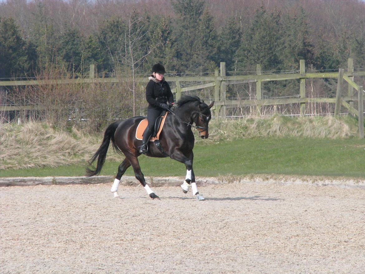 Dansk Varmblod Herizcha Grønvang BRDH billede 4