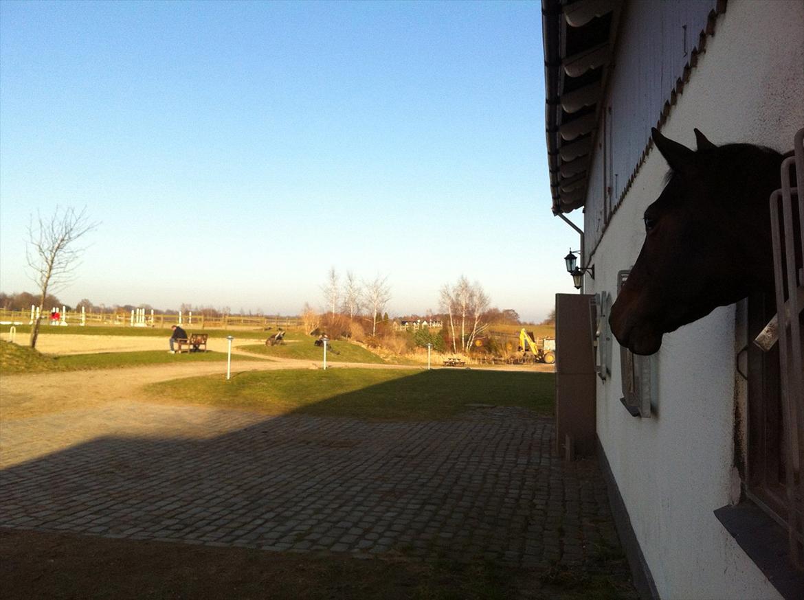 Dansk Varmblod Herizcha Grønvang BRDH billede 5