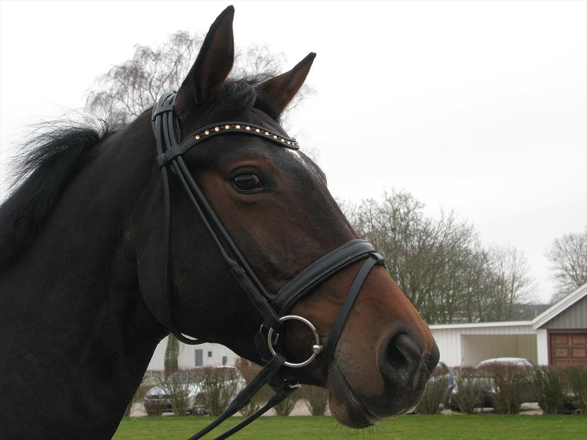 Dansk Varmblod Herizcha Grønvang BRDH billede 6