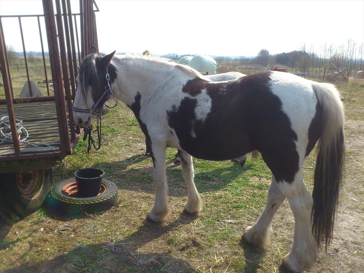 Irish Cob Crossbreed Gucci - tidl. Siff billede 6