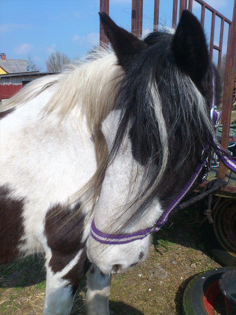 Irish Cob Crossbreed Gucci - tidl. Siff billede 7