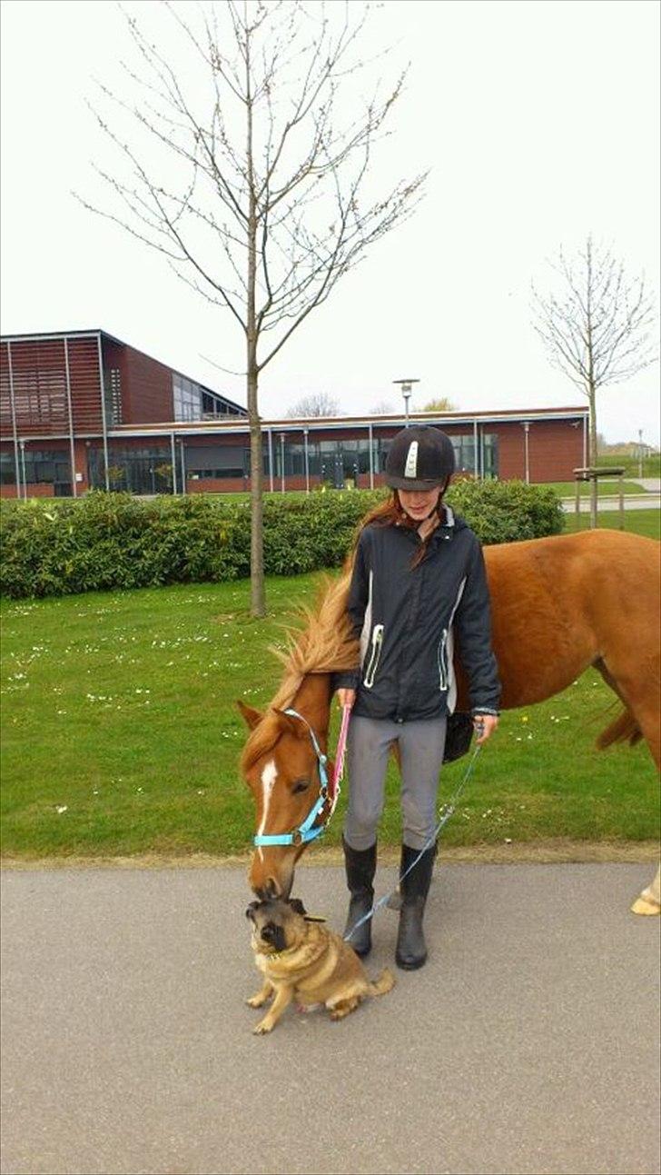 Welsh Partbred (Sec F) Sweet About Me *soulmate* - sweety, kan rigtig godt lide skipper! :D billede 4