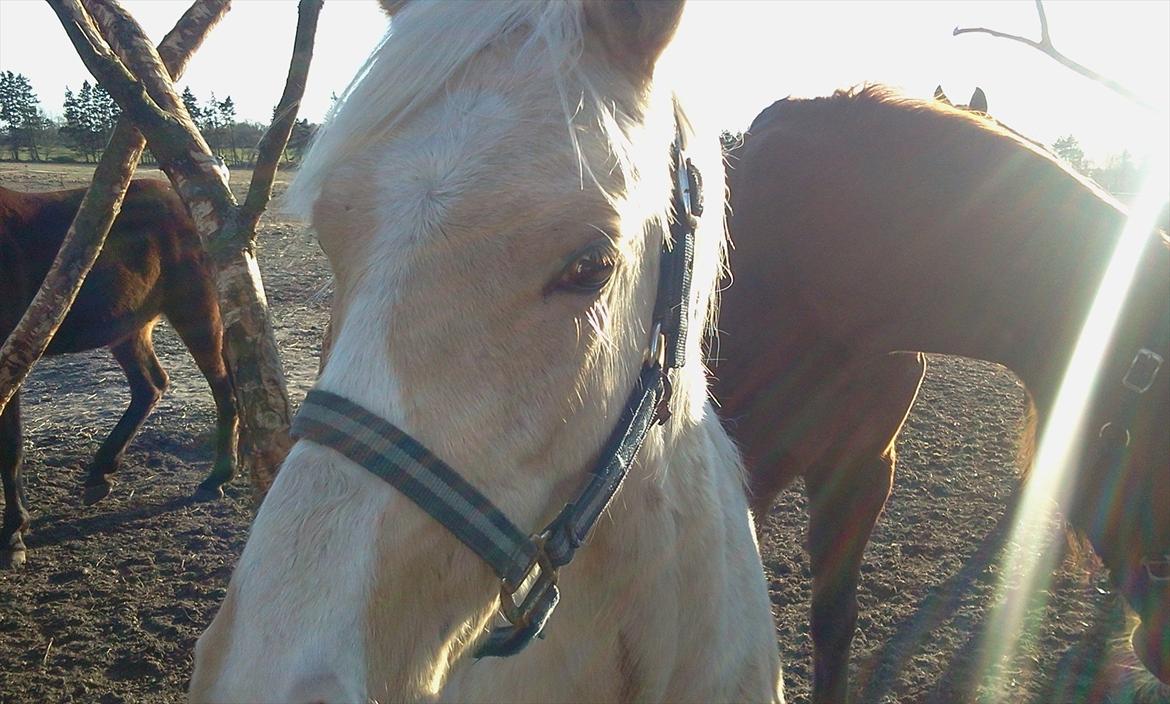 Anden særlig race Asterix billede 5