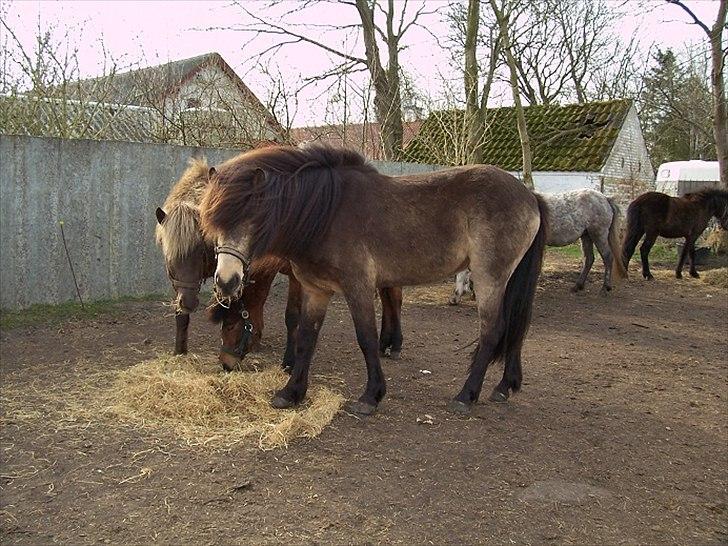 Islænder Taktur fra Engholm - Taktur lige knap 4 år <3 billede 13
