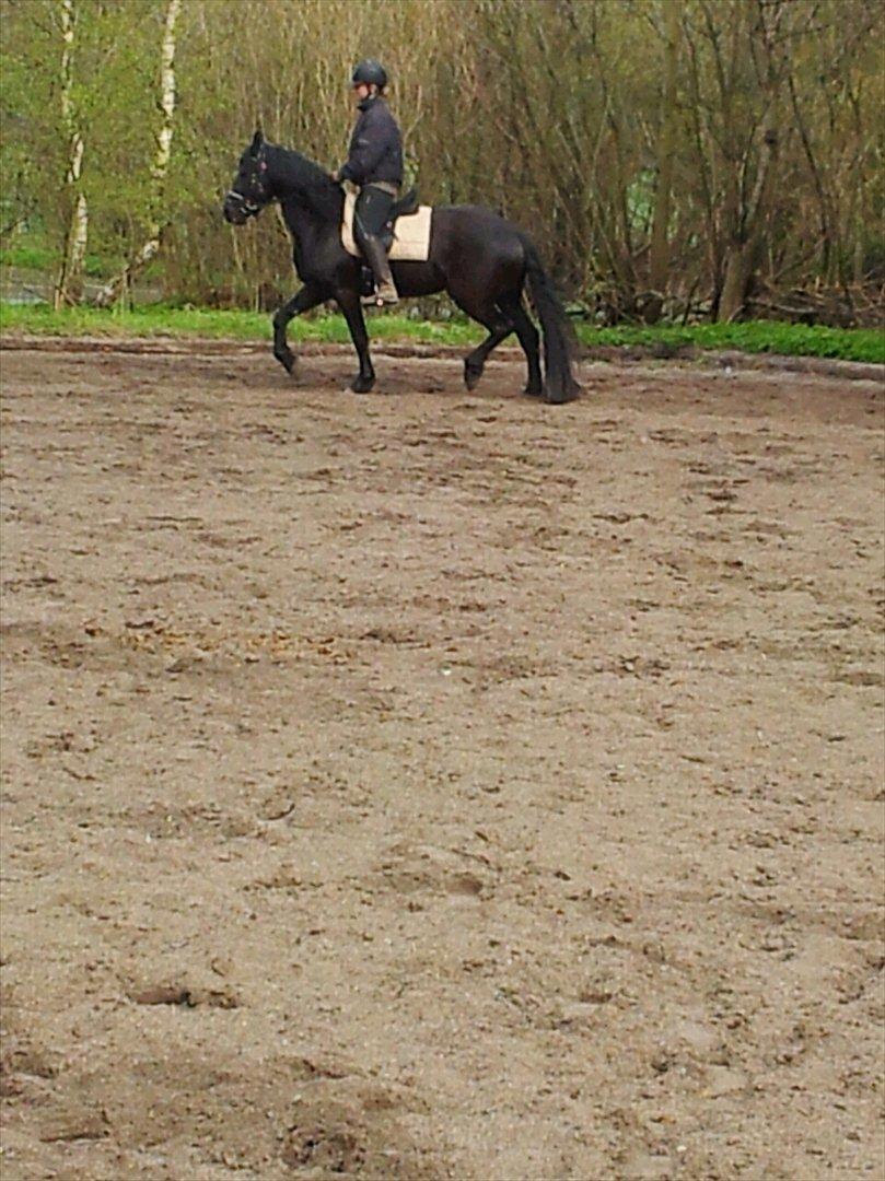 Frieser Annabell v.d. all blacks*Himmelhest* - Har været redet i 3 uger. billede 19