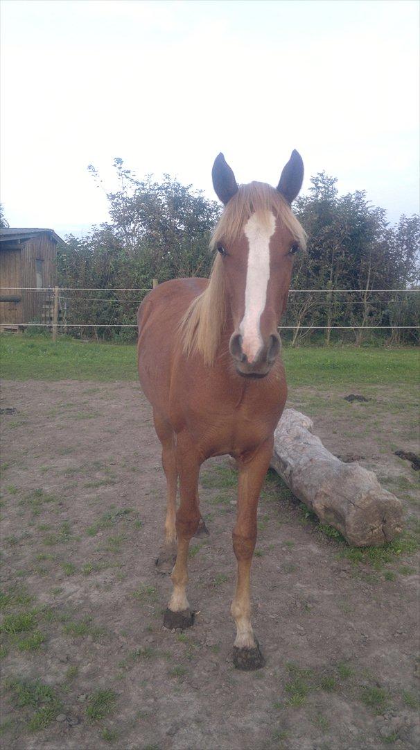 DSP Zacho's Zaciel (Bette-lort) billede 1