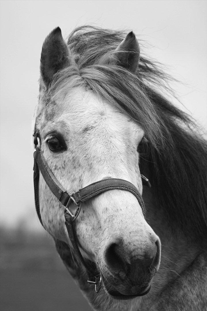 Hollandsk Sportspony Naomi - Den bedste udsigt er mellem ørene på en hest. :) billede 1