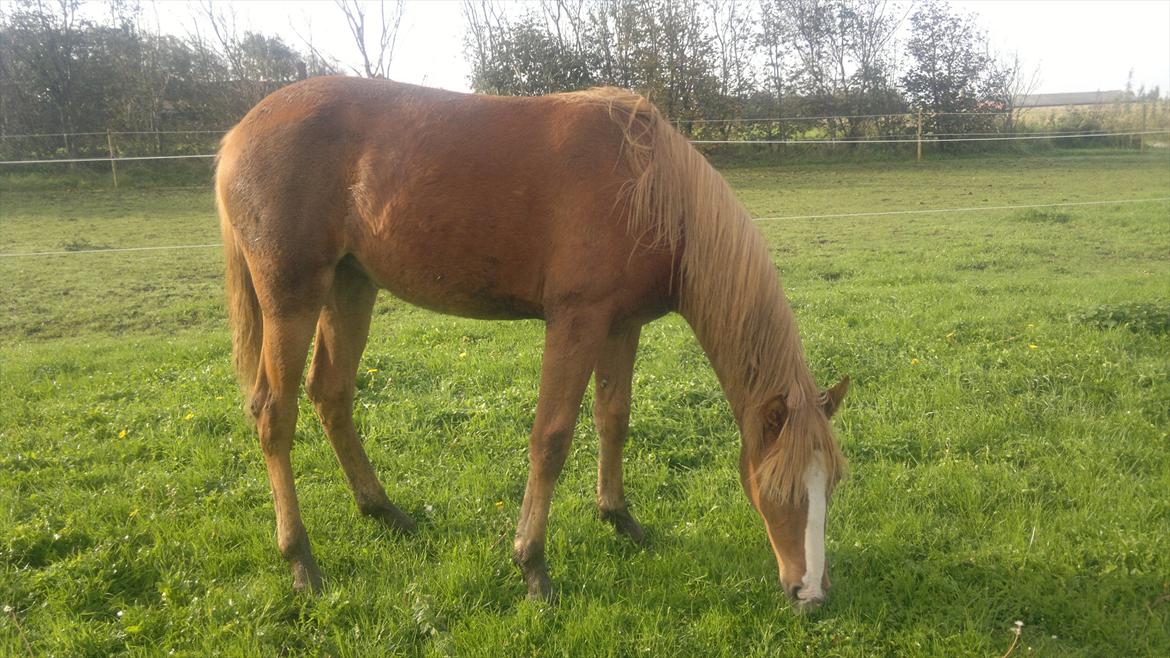 DSP Zacho's Zaciel (Bette-lort) billede 17