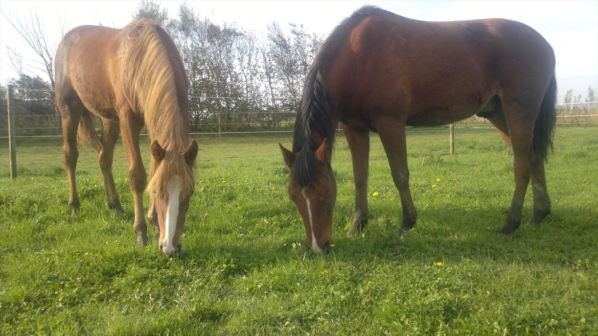 DSP Zacho's Zaciel (Bette-lort) billede 18