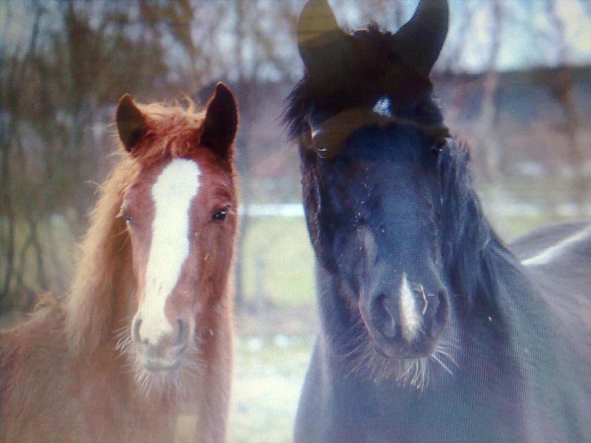 DSP Zacho's Zaciel (Bette-lort) billede 19