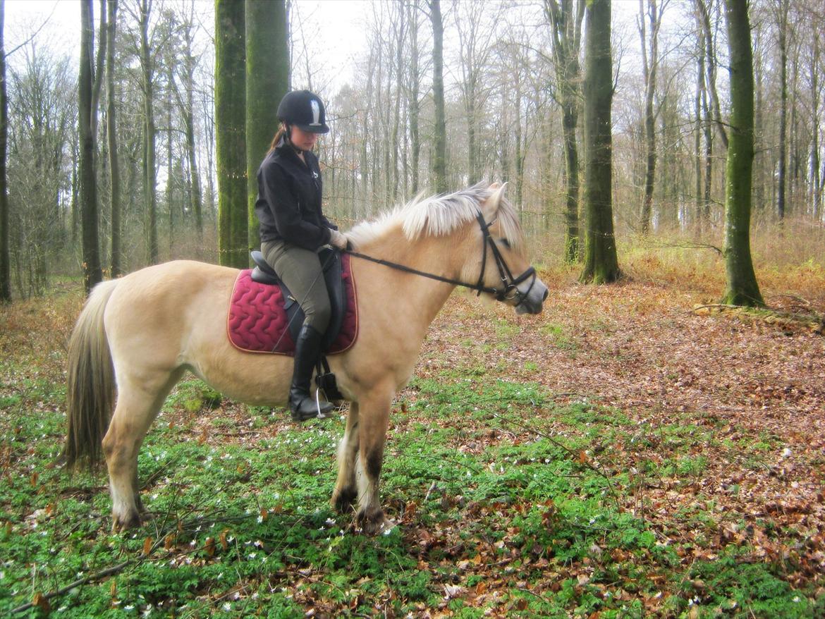 Fjordhest Vennely's Emma - <3
April 2012.
- Foto : Eva billede 16