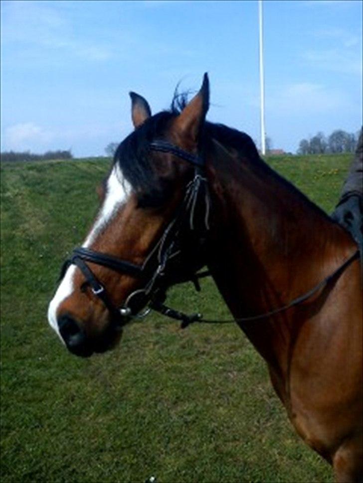 Anden særlig race Kadanza´s King billede 7