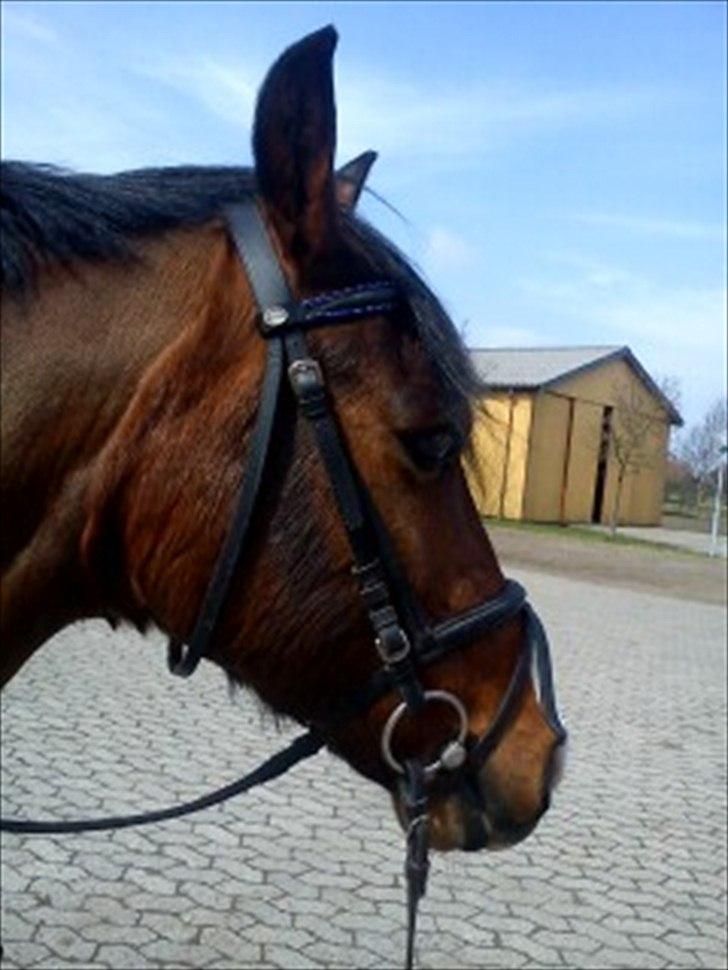 Anden særlig race Kadanza´s King billede 8