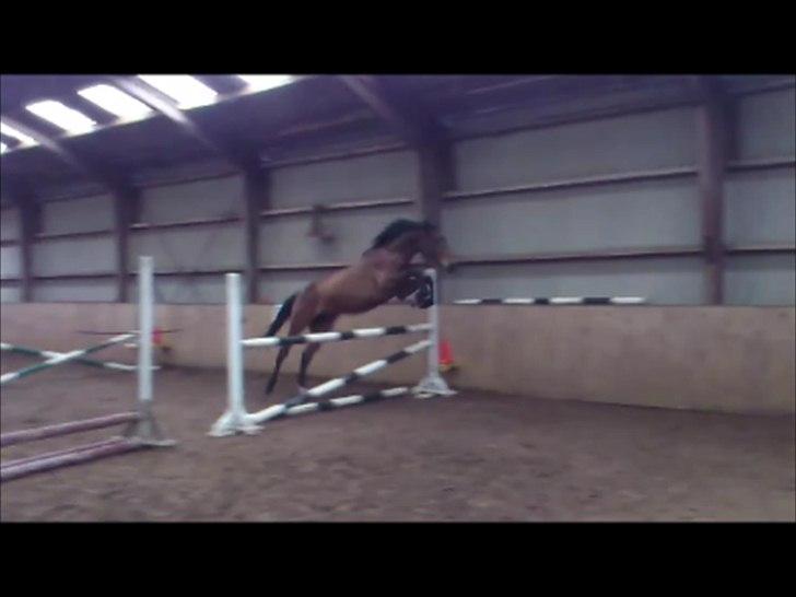 Anden særlig race Loke billede 15