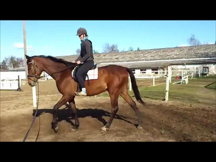 Anden særlig race Loke billede 16