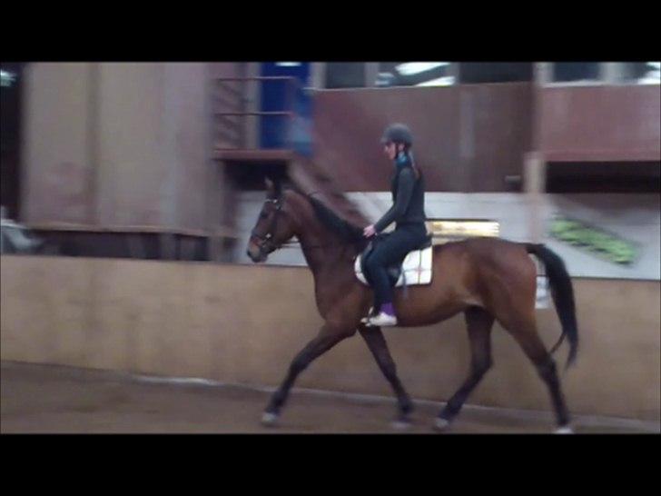 Anden særlig race Loke billede 17