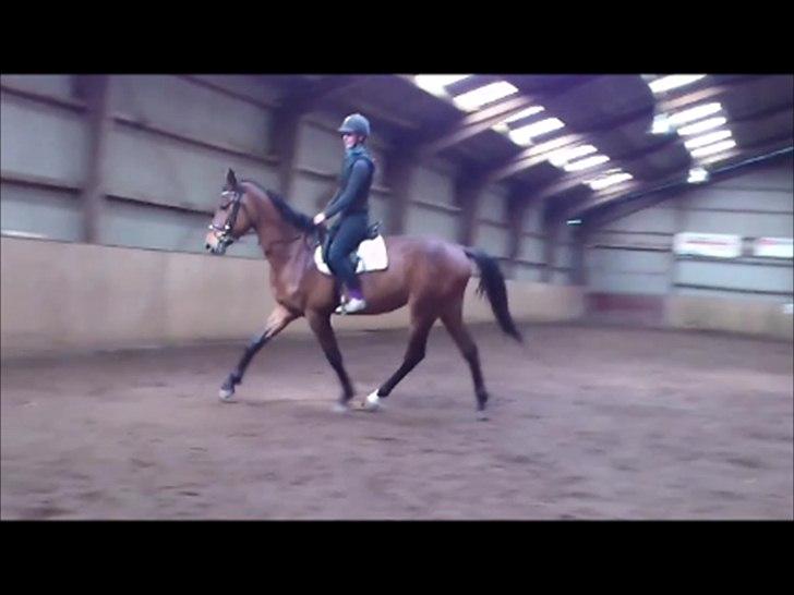 Anden særlig race Loke billede 18