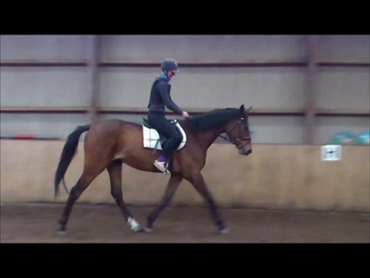 Anden særlig race Loke billede 19