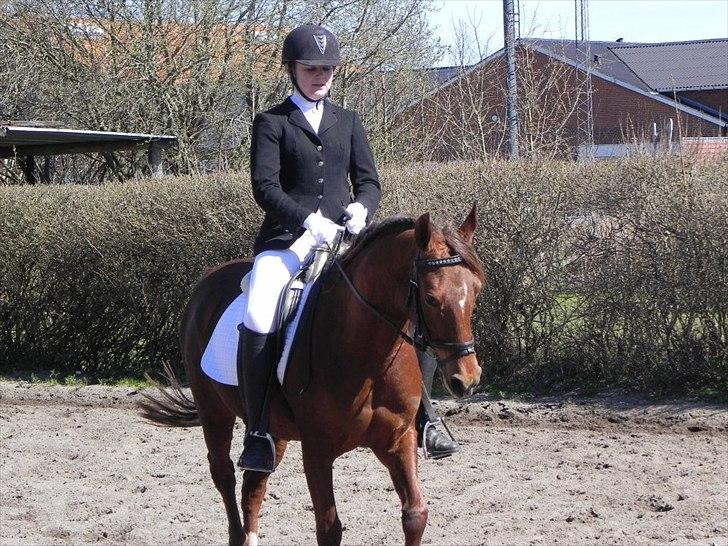 Arabisk fuldblod (OX) Ronja billede 16