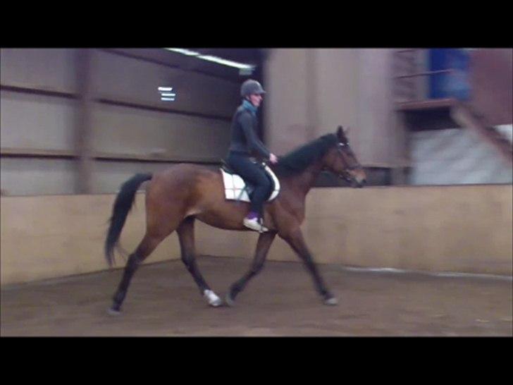 Anden særlig race Loke billede 20