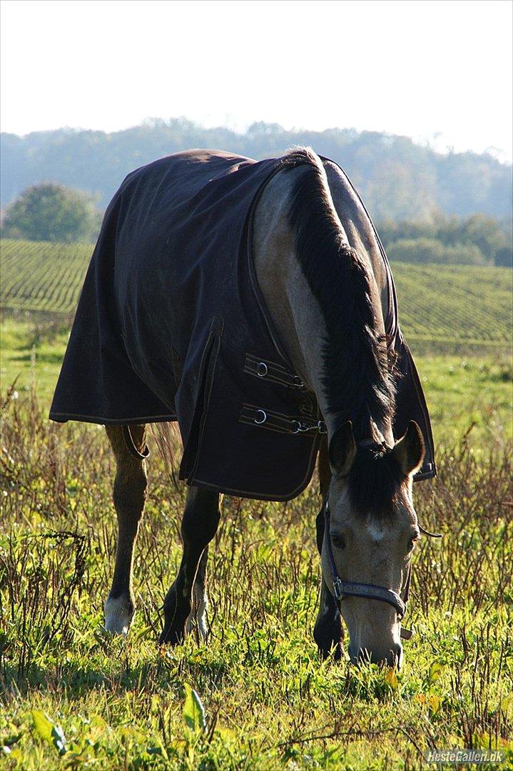 Connemara Loftsome Sandora billede 16