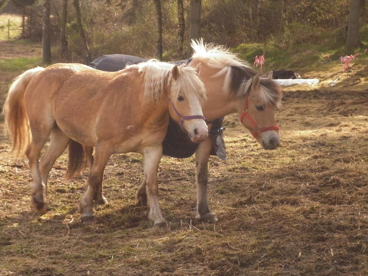 Fjordhest Frida af Ditlevgaarden aka Freitag billede 14