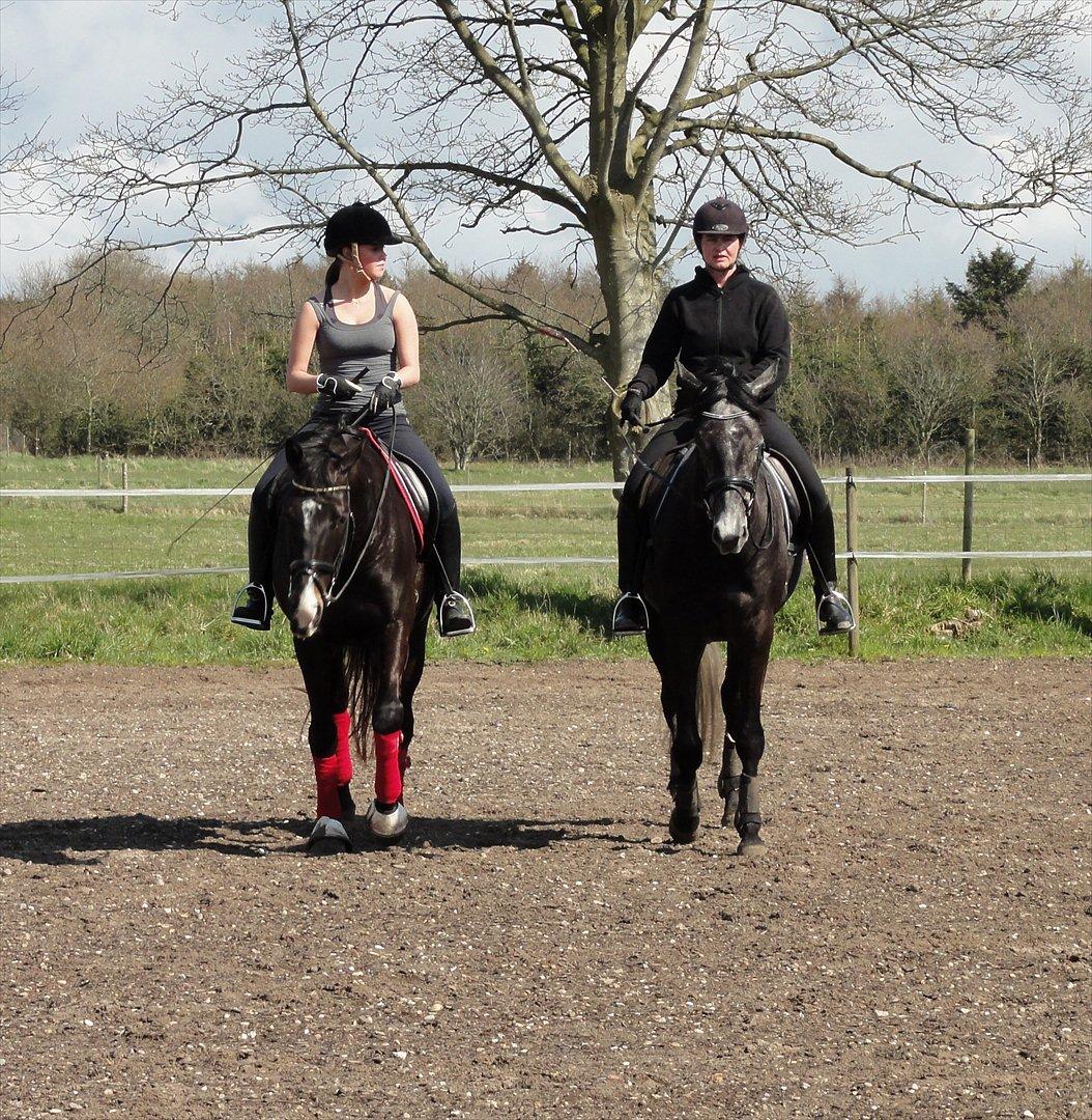 Trakehner Harmon - NYT 22-4-2012. Endelig hjemme - Sammen med Nanna og Fedde. billede 18