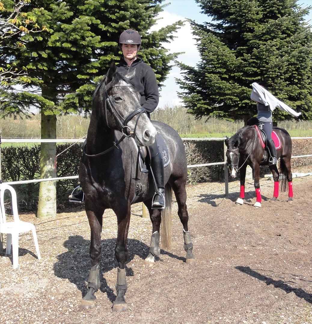 Trakehner Harmon - NYT 22-4-2012.Hjemme på BB. Klar til en skridt-af tur ud i det blå... billede 19