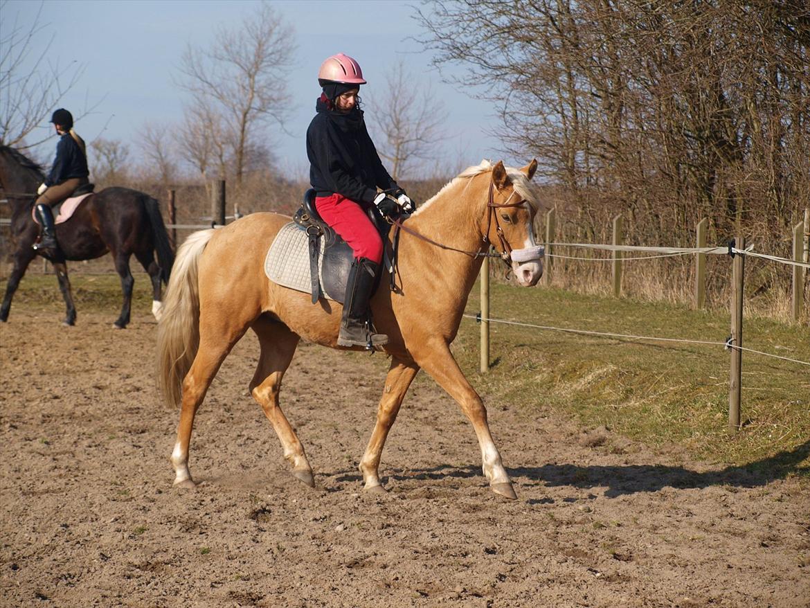 Palomino Malik El Talaeyh <3 Himmelhest - #9 Lidt gammelt billede, men syntes lige der manglede et ride billede :-)<3 billede 9