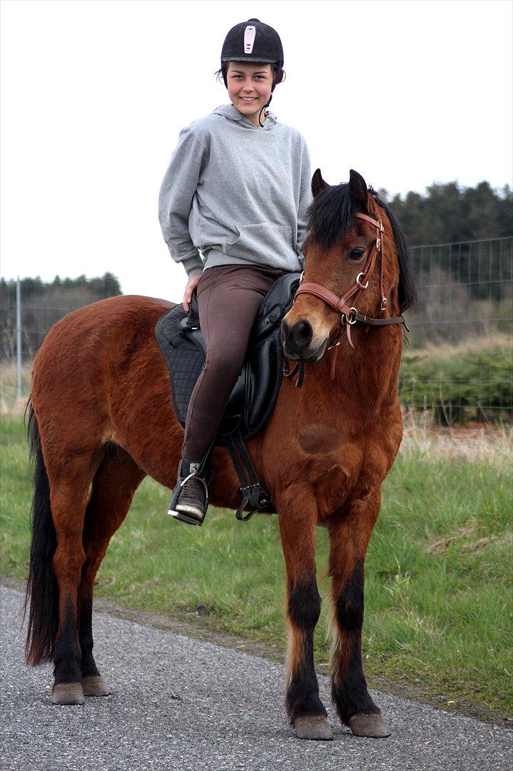 New Forest -Lilholdst Paloma [TheDreamHorse] - <3
Foto// Maiken Hallas. billede 11