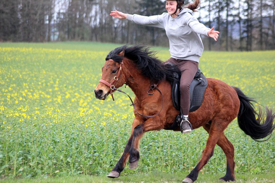 New Forest -Lilholdst Paloma [TheDreamHorse] - <3
Foto// Maiken Hallas. billede 12