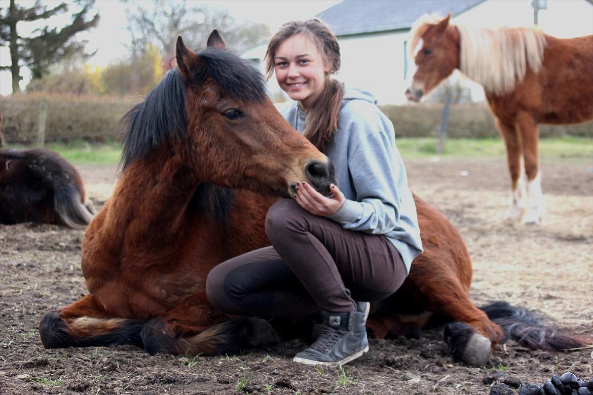 New Forest -Lilholdst Paloma [TheDreamHorse] - Elsker dig <3
Foto// Maiken Hallas. billede 2