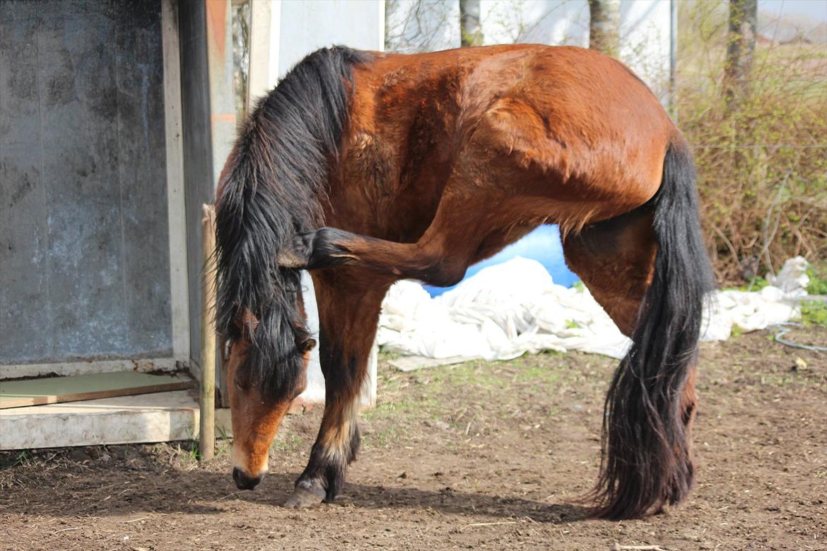 New Forest -Lilholdst Paloma [TheDreamHorse] - <3
Foto// Maiken Hallas. billede 13