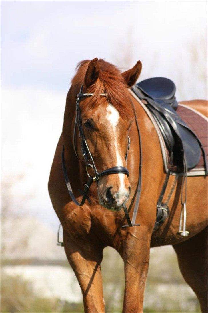 Dansk Varmblod La Donia billede 1