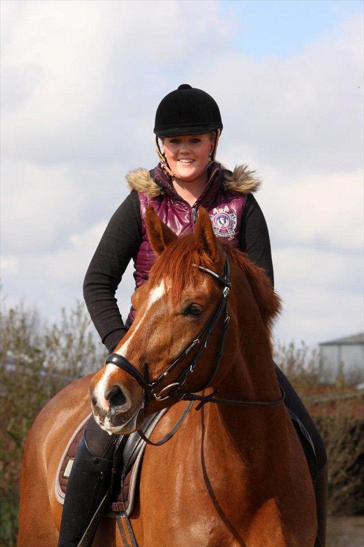 Dansk Varmblod La Donia billede 2