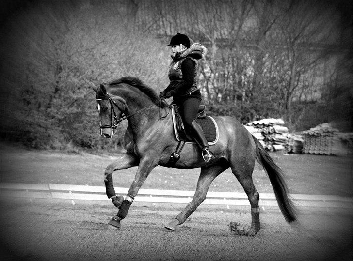 Dansk Varmblod La Donia billede 3