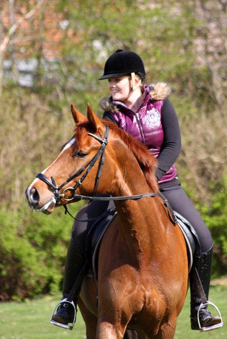 Dansk Varmblod La Donia billede 4