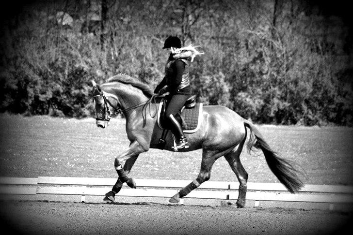 Dansk Varmblod La Donia billede 5