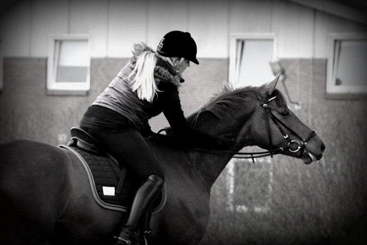 Dansk Varmblod La Donia billede 6