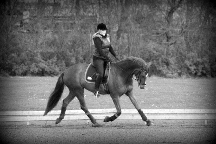 Dansk Varmblod La Donia billede 7