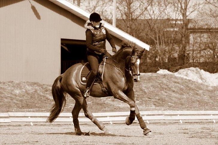 Dansk Varmblod La Donia billede 8